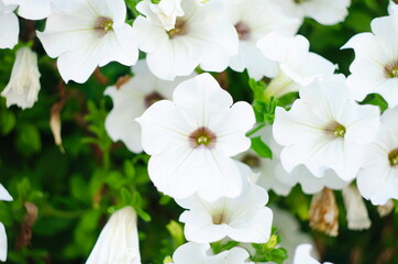 Petunia white is a beautiful tropical flower