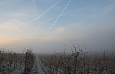 rheinhessen im winter
