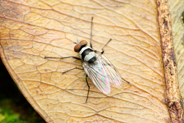 Black and white band fly species, Satara, Maharashtra, India