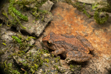 Naklejka premium Indian shrub frog, Raorchestes johnceei endemic to western ghats, Bamnoli Satara, Maharashtra, India