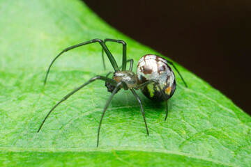 Lecauge species spider genus of long-jawed orb weavers, Satara, Maharashtra, India