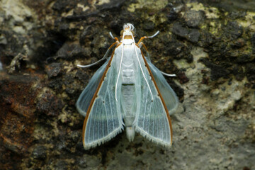 Palpita vitrealis, common name jasmine moth or white pearl, Satara, Maharashtra, India