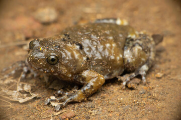  Ramanella mormorata, also known as the Indian dot frog, marbled ramanella, is a species of narrow-mouthed frog endemic to the Western Ghats of southwestern India, Vasota Satara, Maharashtra, India