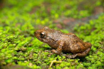 Raorchestes kakkayamensis. Kakkayam Shrub Frog Endemic to indian western ghats, Bamnoli Satara, Maharashtra, India