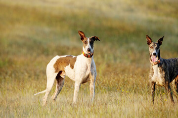 Mudhol hound breed, Poachers use these dogs for hunting, Satara, Maharashtra, India