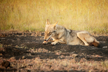 Indian wolf, Canis Lupus pallipes, Satara, Maharashtra, India