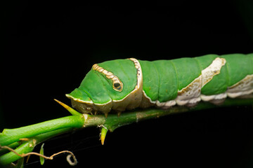 Caterpillar of common mormon butterfly, Papilio polytes, Satara, Maharashtra, India