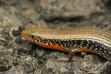 Common Skink  or Keeled Indian Mabuya, Eutropis carinata, Satara, Maharashtra, India