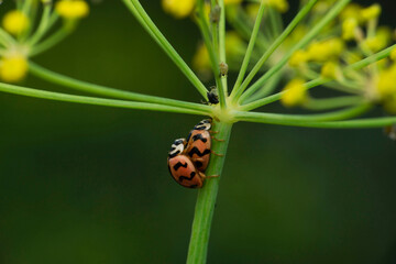 Mating pair of lady bird beetles, Coccinella species, Satara, Maharashtra, India