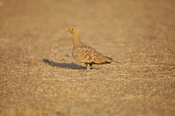 Pin-tailed sandgrouse, Pterocles alchata, Satara, Maharashtra, India