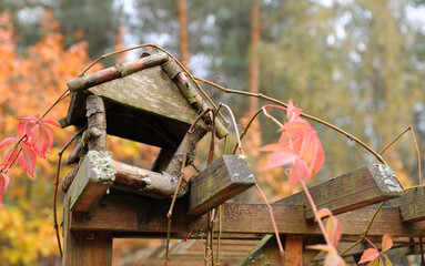 Fototapeta Jesienny karmik dla ptaków obraz