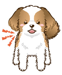 威嚇するシーズー（ゴールド＆ホワイト）