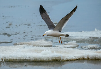seagull
