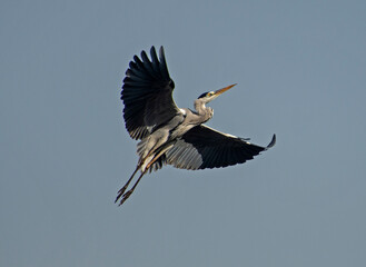 Grey heron in flight against blue sky background