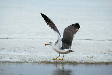 seagull