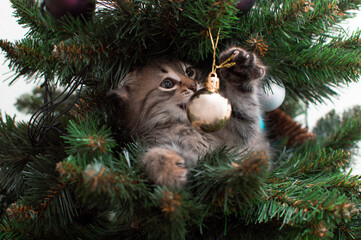 Cute striped kitten on Christmas tree playing with decoration. Naughty cute kitten. The concept of pets. Happy New Year