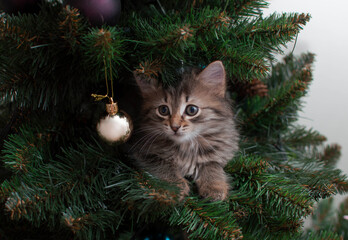 Cute striped kitten on Christmas tree playing with decoration. Naughty cute kitten. The concept of pets. Happy New Year