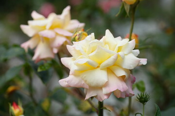 Gelbe Rose, Deutschland