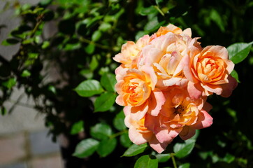 Apricot colored rose with at the garden