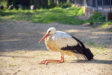 A large black and white bird sits on the ground with its long legs tucked up .