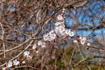 flowers in the garden