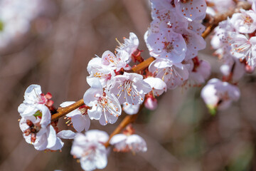 flowers in the garden