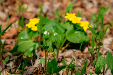 flowers in the garden