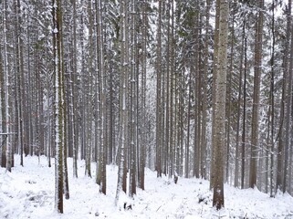 Fototapeta premium beautiful winter coniferous forest. fir trees covered with snow