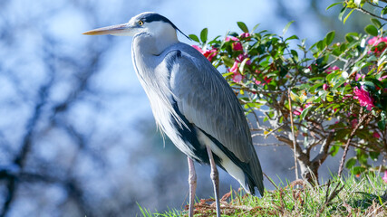 山茶花とアオサギ