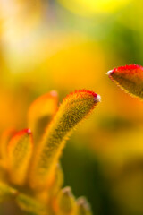Closeup of a yellow and red  kangaroo paw flower part