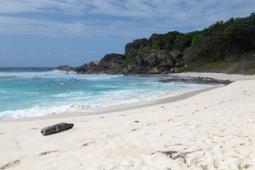A single rotten tree trunk lies on a snow-white beach, washed by the turquoise waters of the Indian Ocean. The ocean is raging. Huge granite rocks in the background. Grand Anse Beach, the Seychelles.
