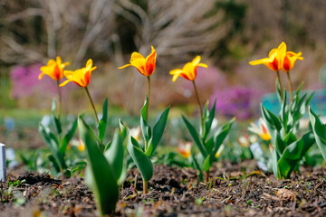 flowers in the garden