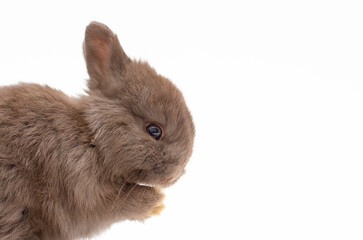 Obraz premium Little gray baby bunny, rabbit