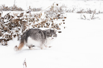 Long-haired tricolor cat in winter on snow, clear white snow
