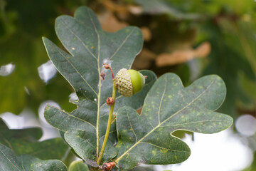 Acorn in an oak