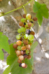 Bunch of rotten grapes on a vine - 476574897