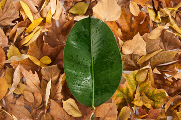 Colorful autumn leaves with green leaf