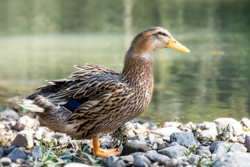 Close-up of duck on the water