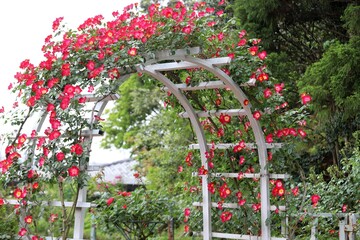 Obraz premium 奈良のｎバラ園