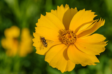Hoverflies and bees roost on gesang flowers