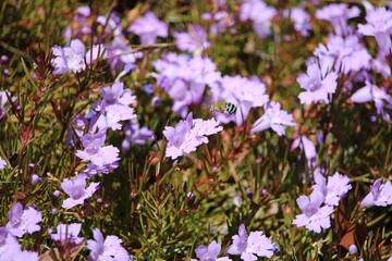 Obraz premium Blue Banded Bee (Amegilla cingulata), tongue extended, flying over Snakebush flowers, South Australia