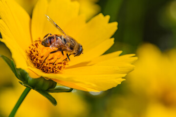 Hoverflies and bees roost on gesang flowers
