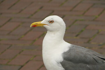Obraz premium Eine weiß graue Möve mit gelb rotem Schnabel und gelben Augen