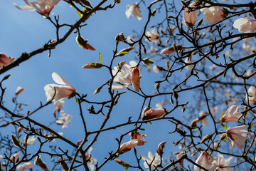 bird on a branch