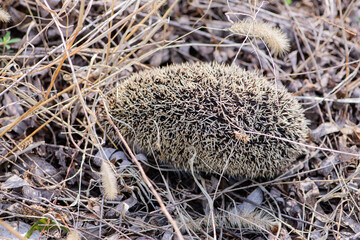 Hedgehogs living at home in the weeds of a field