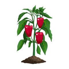 Chili Pepper Plant Composition