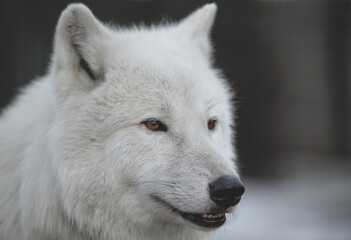 Close-up portrait  of Polar Wolf or White Wolf