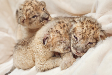 Three cute lions cubs (Panthera leo), two weeks old