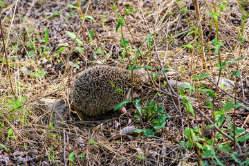 Hedgehogs living at home in the weeds of a field