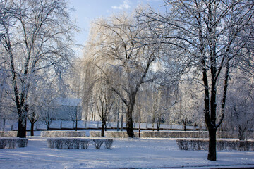Fototapeta premium Grodno, Belarus. Winter city landscape with snow-covered trees in a small square.